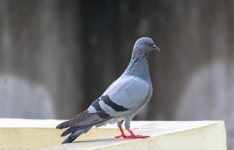 מהם האמצעים להרחקת יונים מהמרפסת? 