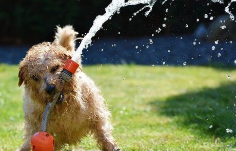 עיצוב גינות פרטיות קטנות
